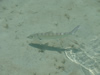 Cuba Bonefish 4